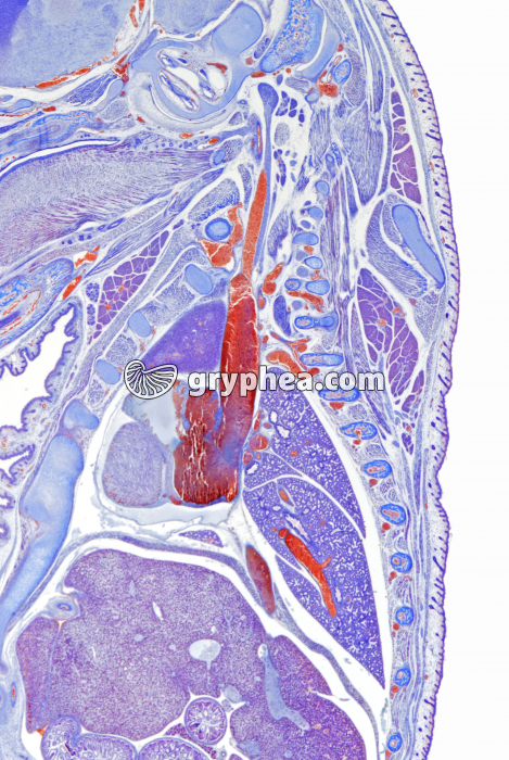 Embryon de Souris détail de la partie thoracique CL x3 - gryphea.com